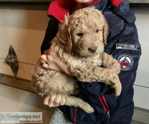 Goldendoodle Puppies for Sale
