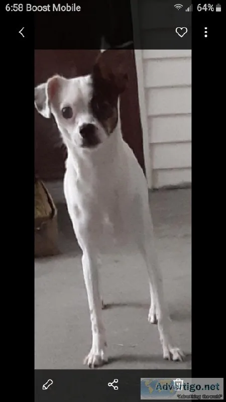10 month old Chihuahua Mix