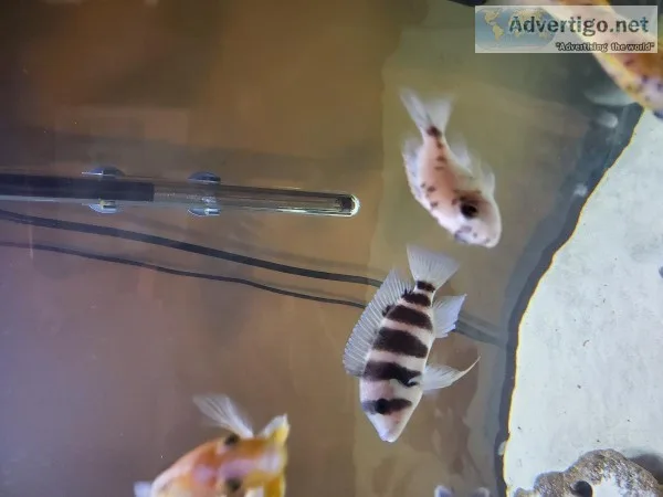 20 African cichlids pictus catfish and pleco