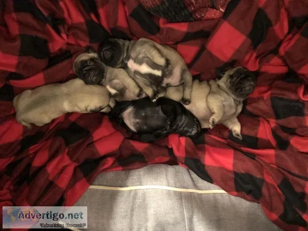 Pugs