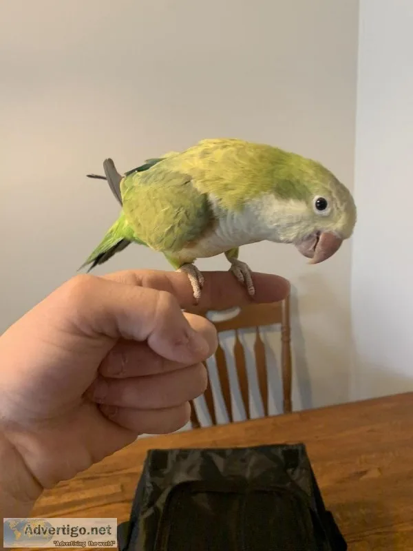 Two Quaker Parrots and Large Cage
