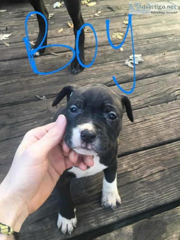 Pit and Lab Puppy