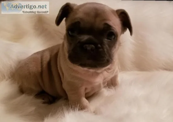 French bulldog puppies