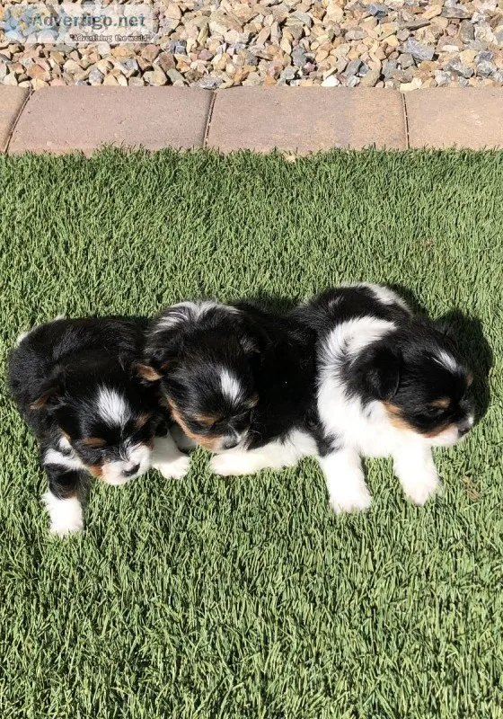 Biewer Yorkshire terrier pups