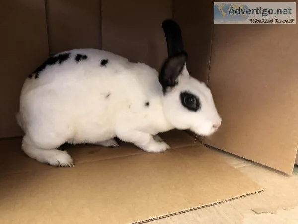 Male Rabbit