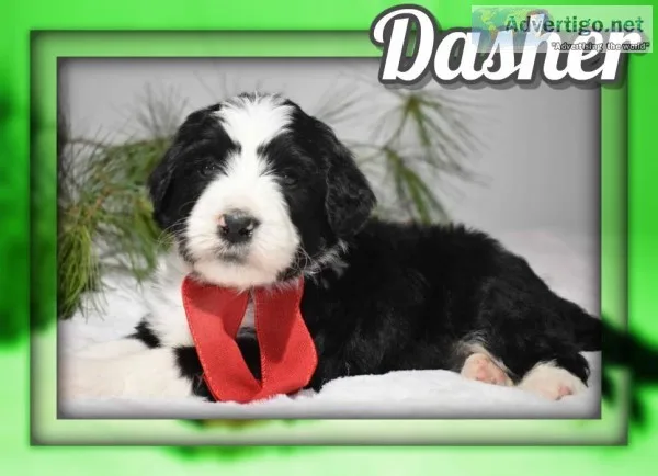 Dasher Male Bernedoodle
