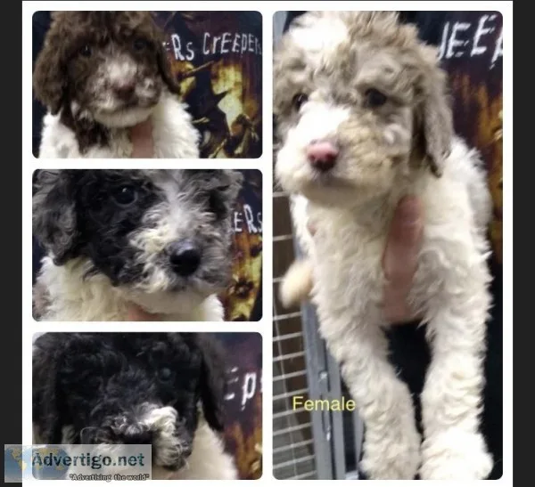 Standard poodles