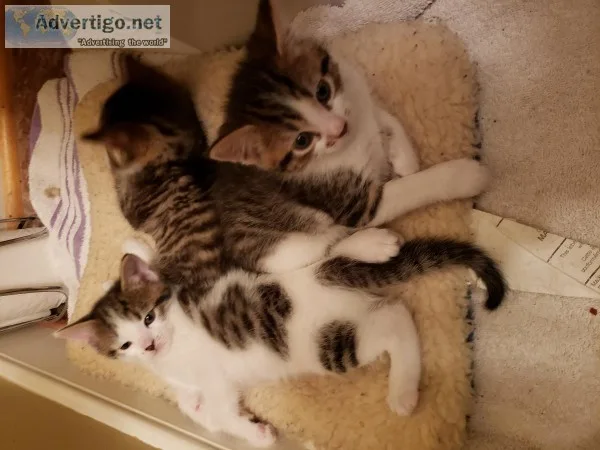 Free Kittens to Good Home