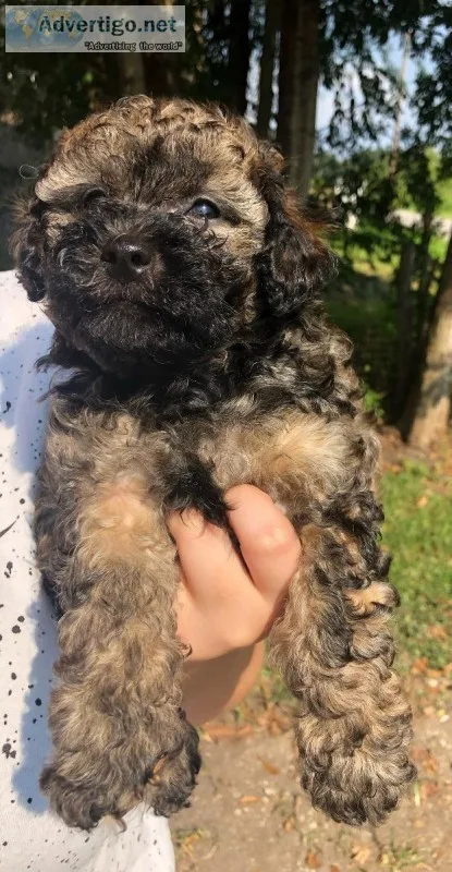8 Week old male poodle