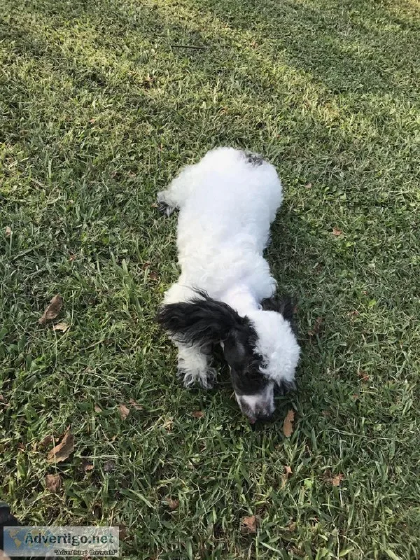 Male Toy Poodle Puppy