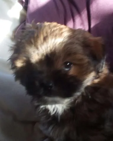 shih-poo