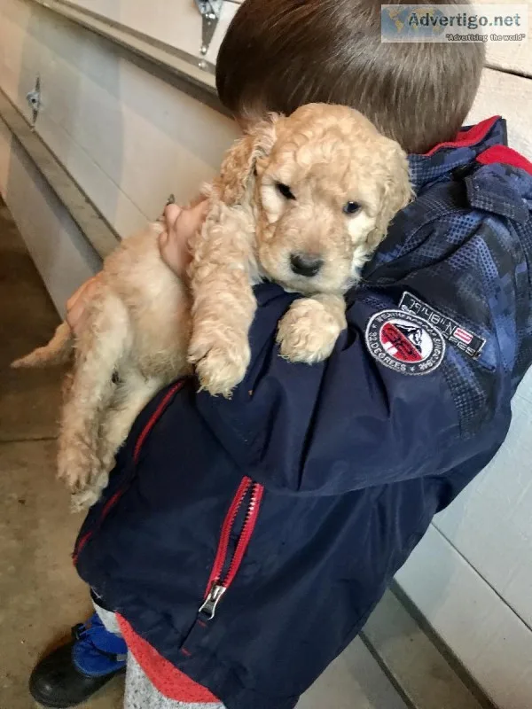 Goldendoodle Puppies for Sale