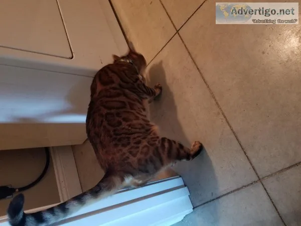 Asain Bengal cat
