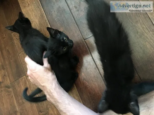 Three Black Kittens For Free
