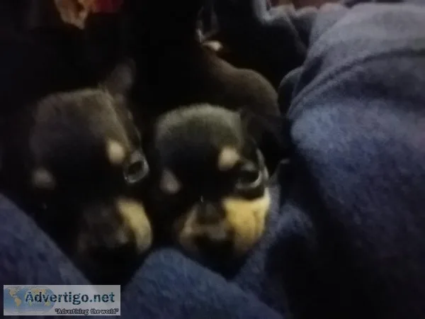 Adorable Christmas Puppies