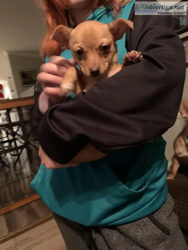 Chihuahua puppies