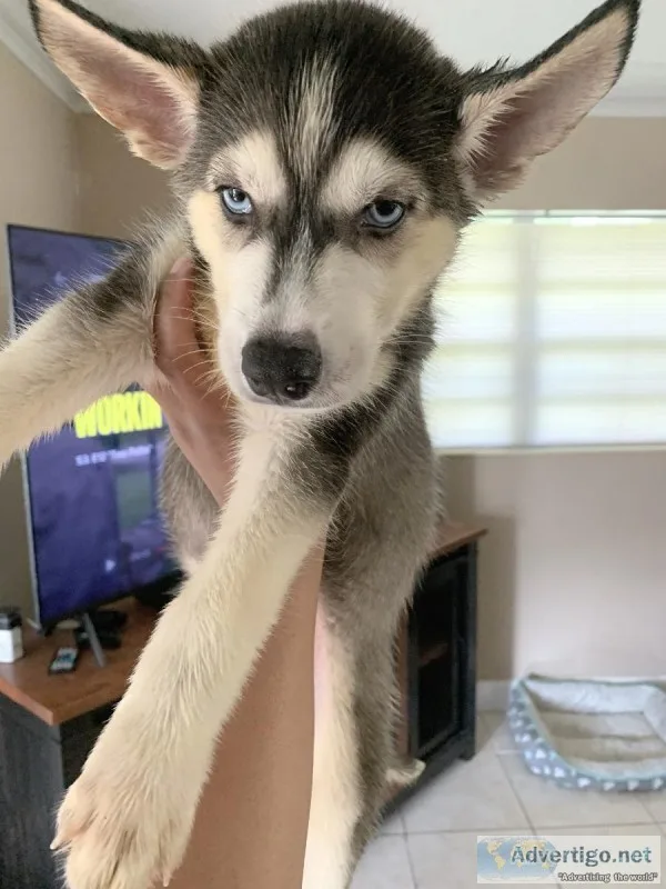 Siberian Husky