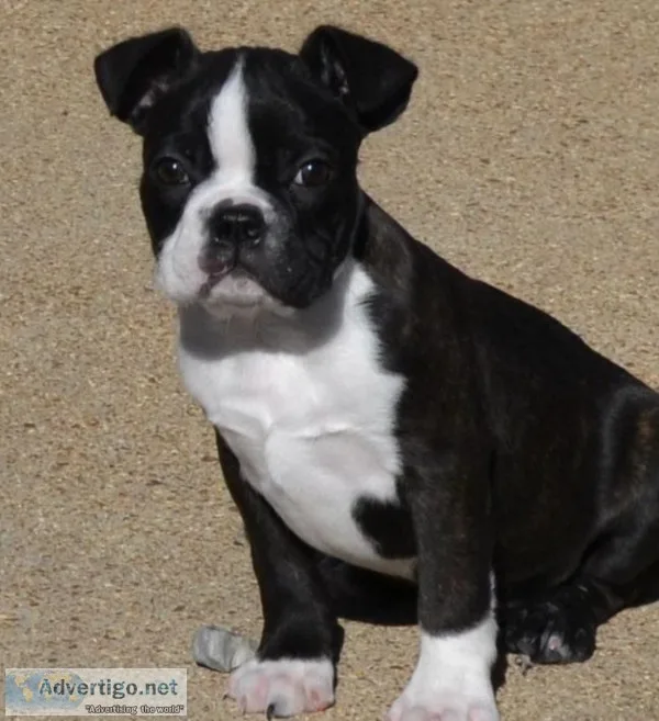 Boston terriers