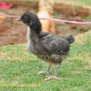 Kadaknath Poultry Farm  KB Livestock Farm - Kadaknath Chicken fo