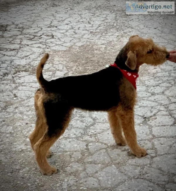 Airedale&rsquos