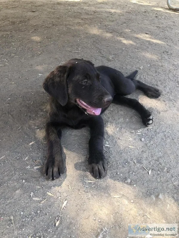 CHOCOLATE AKC LABRADORS