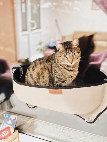 Cat Hammock Window Lounger - 60% OFF  FREE SHIPPING