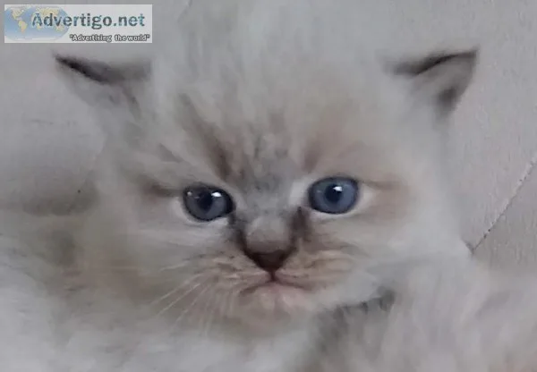 Precious Himalayan Kittens