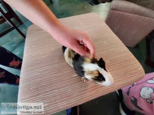 Guinea pigs