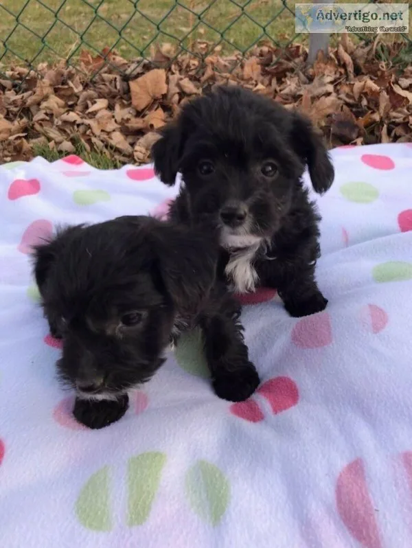 Yorkie- poo puppies