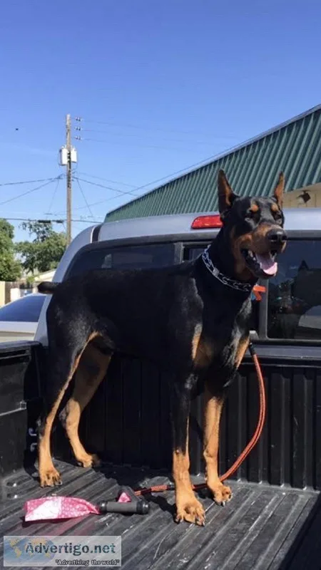 Purebred Adult Doberman Pinscher