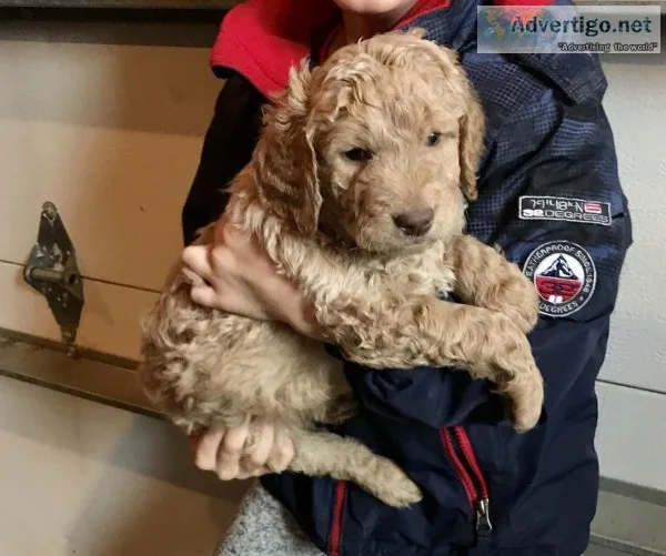 Goldendoodle Puppies