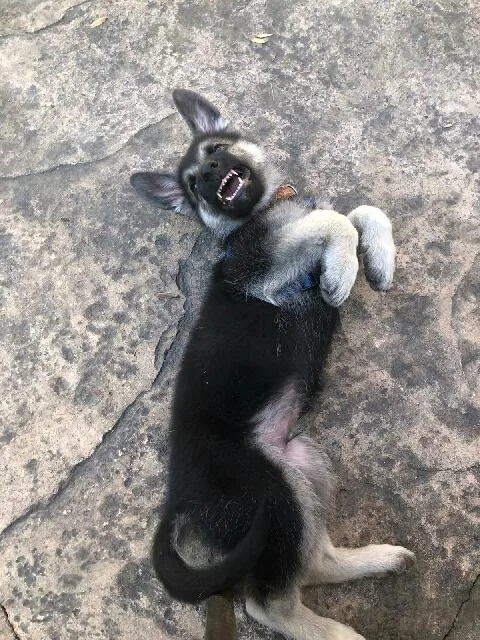 German shepherd