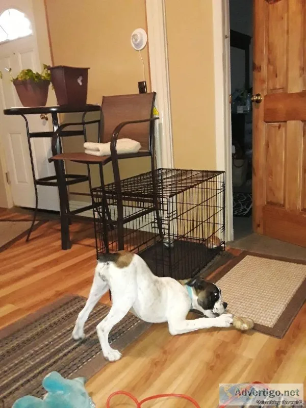 Mix boxer puppy