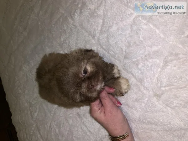 AKC Registered Liver Shih tzu