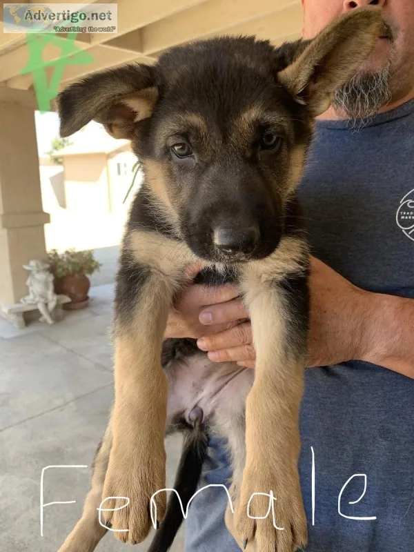 AKC German Shepherd Puppies