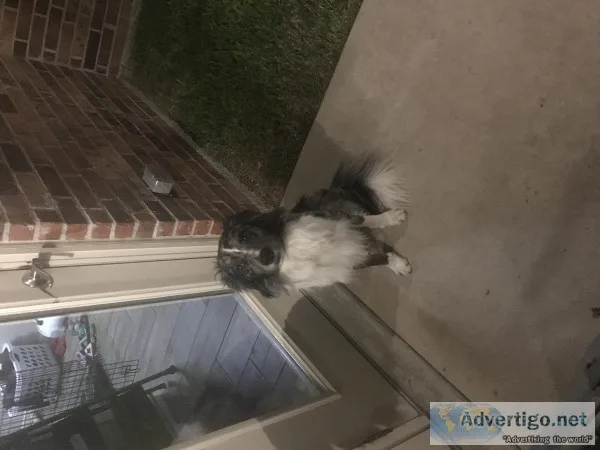 1yr old blue Merle border collie