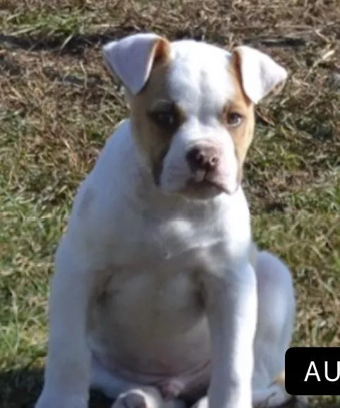 American Bulldog puppies