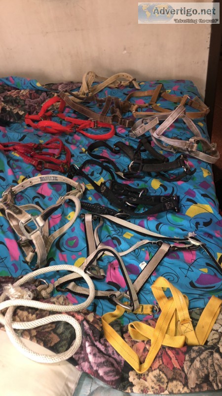 Horse halters