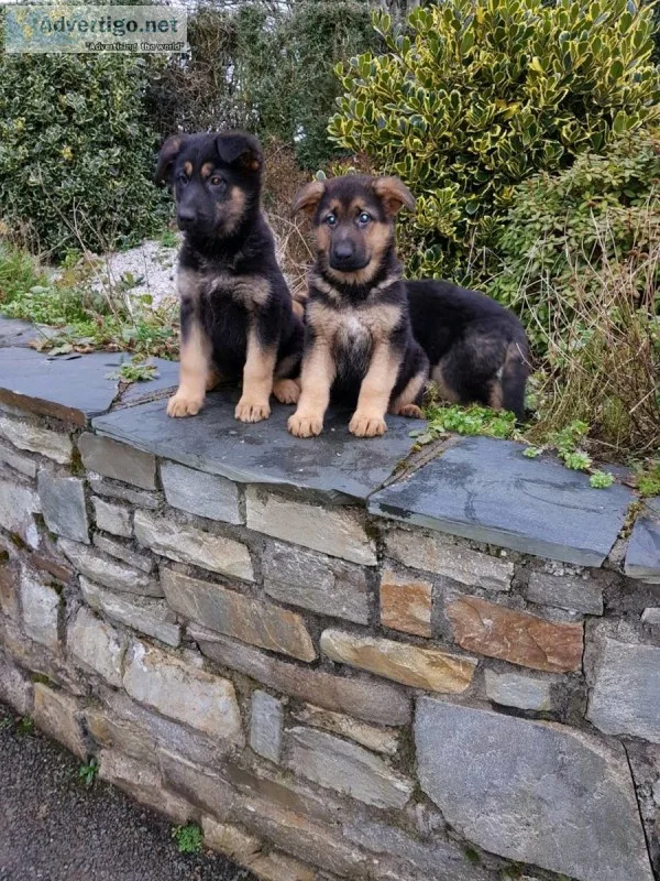 Best german shepherd puppies 