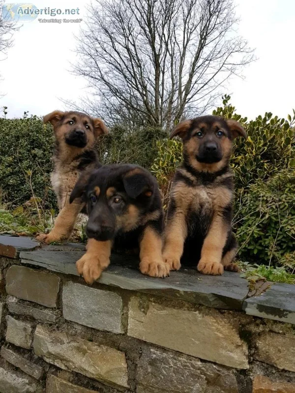 Best german shepherd puppies 