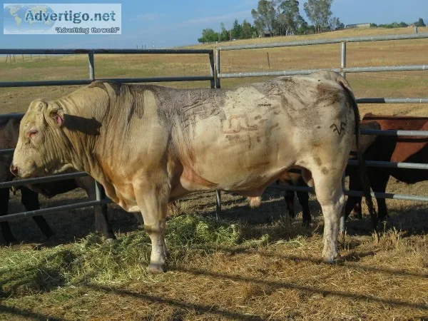 Bull for sale