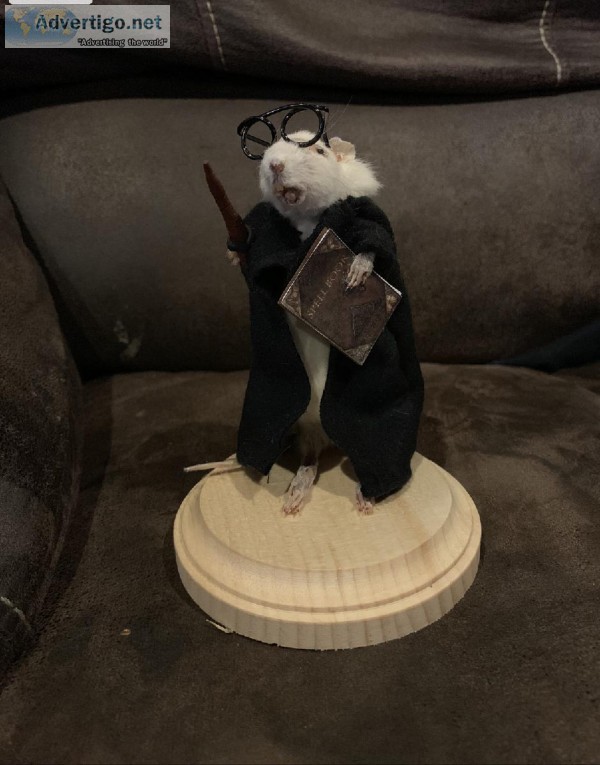 Taxidermy Rat making class