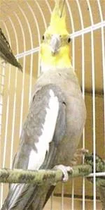 Cockatiels