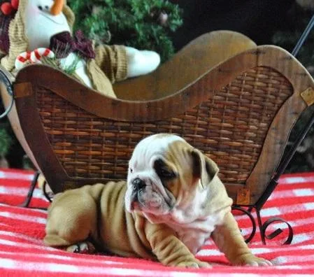 English Bulldog puppies healthy females and Males