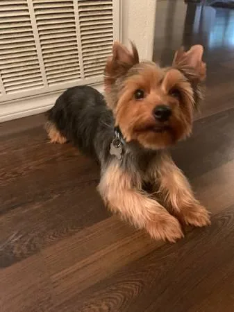 Male Yorkie 1 year old for Re-Homing