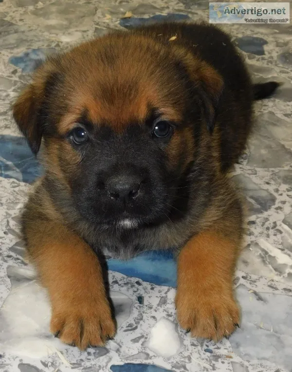 St.Weiler Puppy