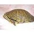 Red ear turtle
