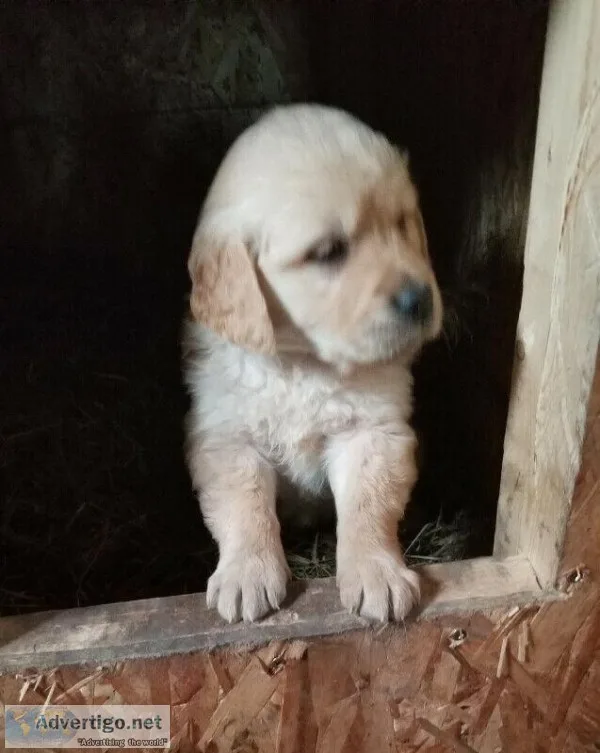 Male Golden Retriever pup available