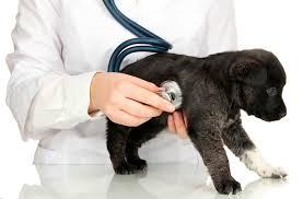Leading Emergency Veterinary Hospital in Scarborough  Reliable V