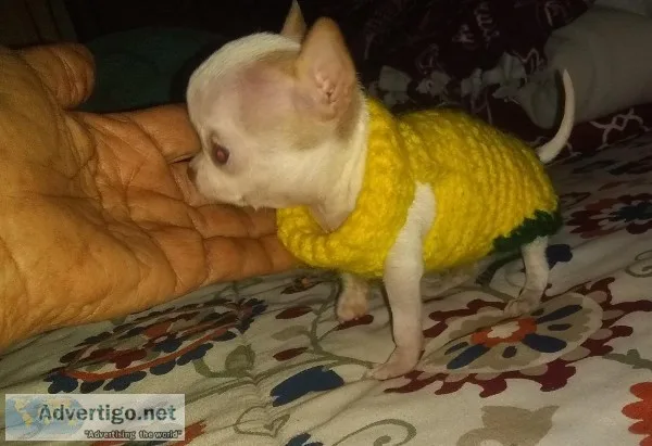 Teacup Apple Head Chihuahua Male
